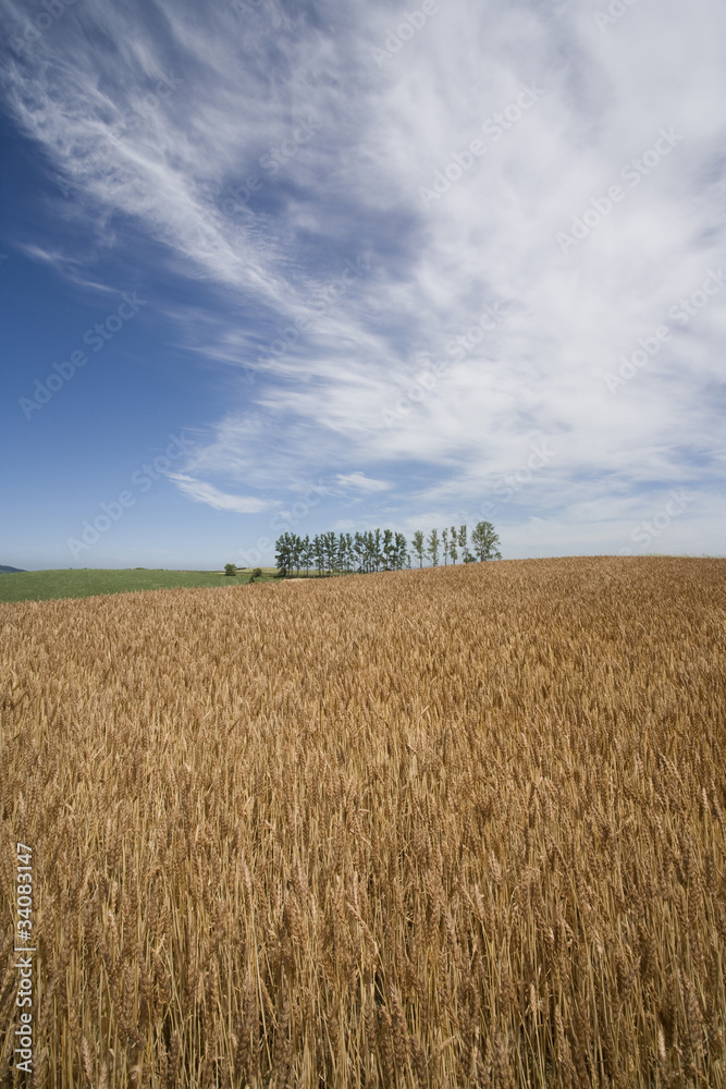 赤麦畑、麦と立木