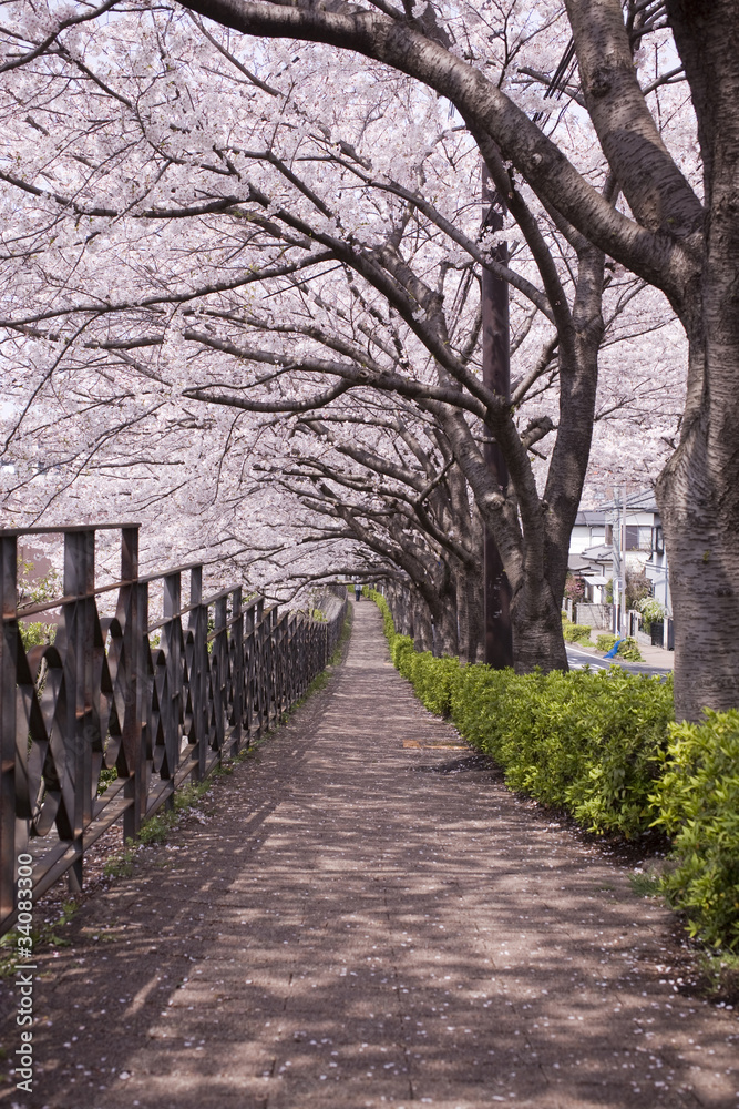 桜並木の歩道