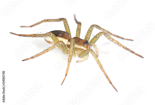 Raft spider, Dolomedes fimbriatus © Henrik Larsson