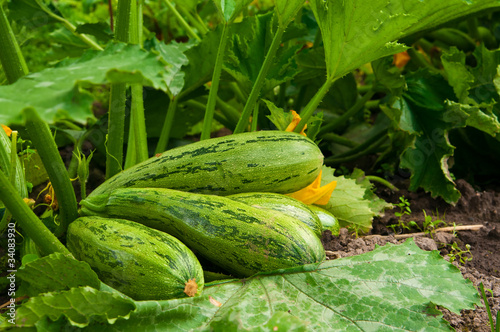 flowering marrow with fruits