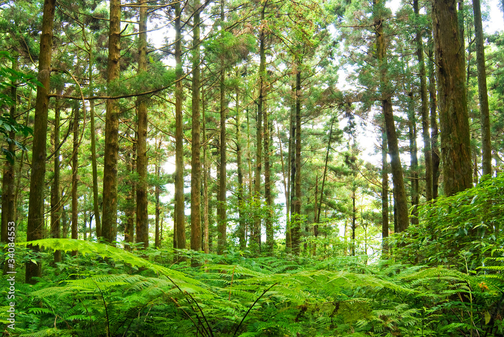 Forest in mountain Dongyanshan, Taiwan, Asia. Forest in mountain Dongyanshan, Taiwan, Asia.