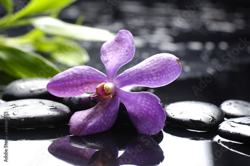 orchid and green bamboo leaf with stone reflection