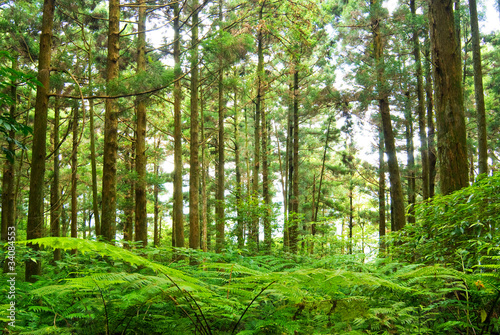 Forest in mountain Dongyanshan, Taiwan, Asia.