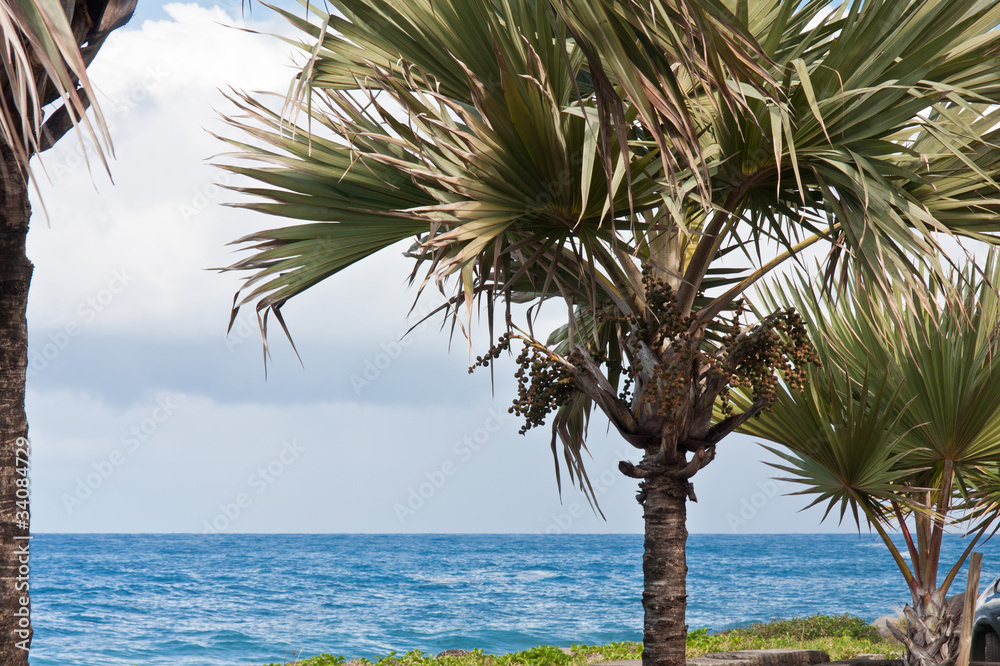 Fototapeta premium latanier, île de la Réunion