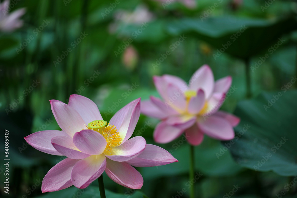 荷花 荷花