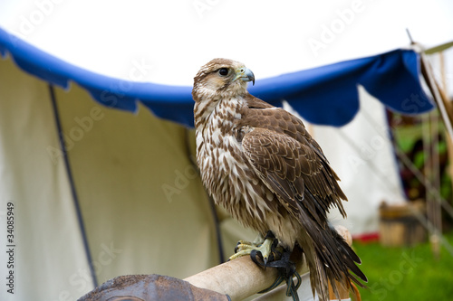 falcon photo