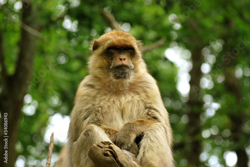 Macaque © raybecca