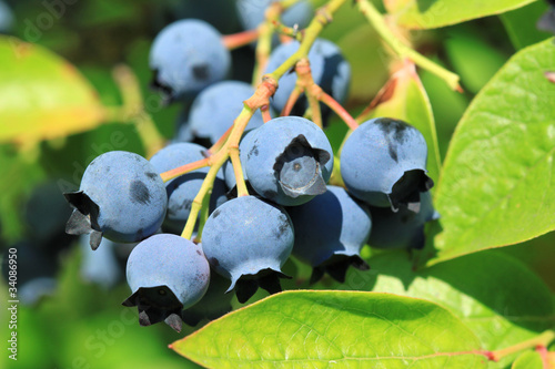 Carta da parati Northern highbush blueberry