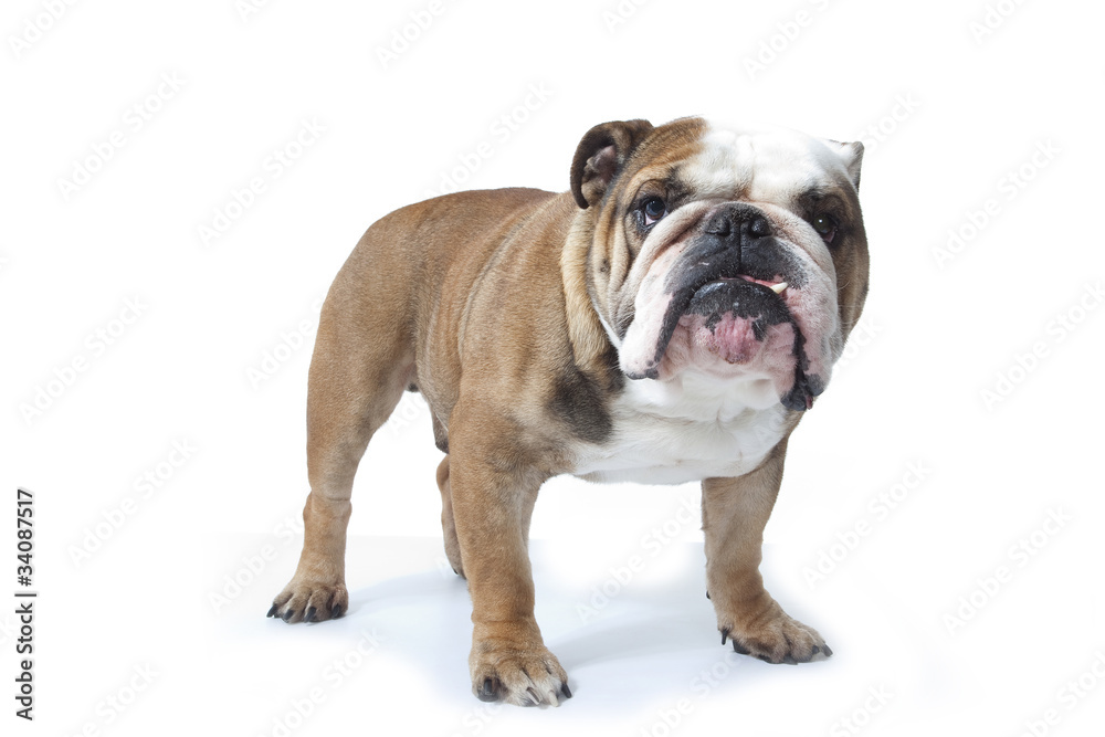 bulldog anglais - bulldog - bulldog inglés-