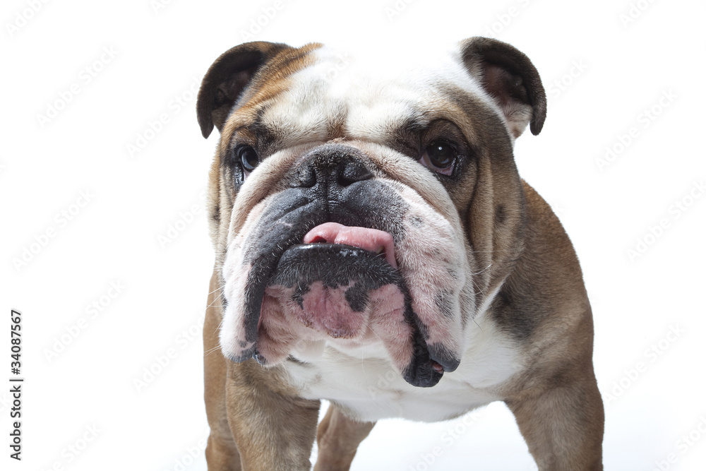 portrait de bulldog tirant la langue