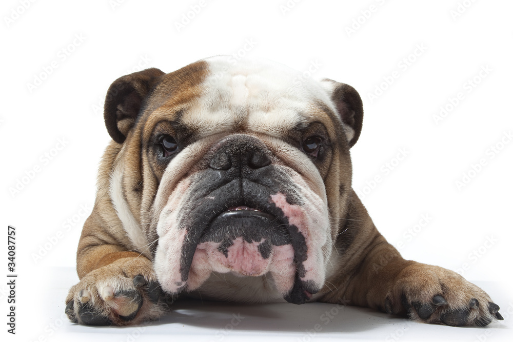 tête de bulldog impressionnant en gros plan tête de bulldog impressionnant en gros plan