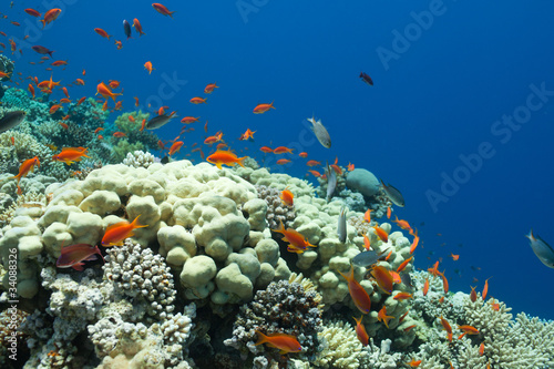 fish and corals in the sea
