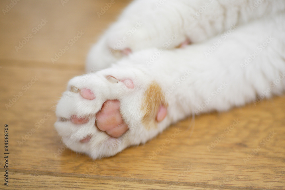 Obraz premium 猫の肉球