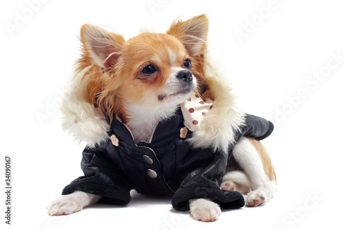 Bild auf Leinwand chihuahua et habit