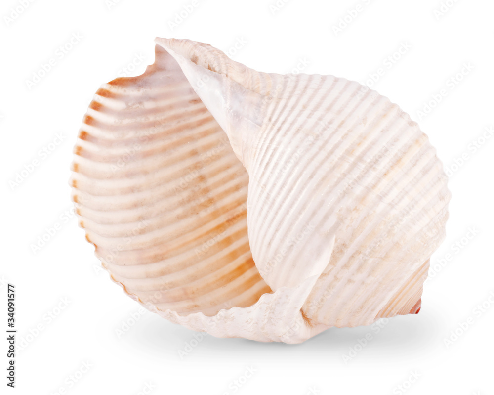 Sea shell isolated on white Sea shell isolated on white