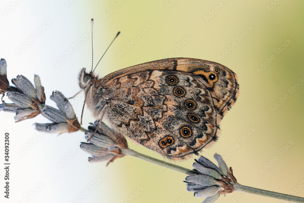 Naklejka premium Mariposa en flor de lavanda, lasiommata megera