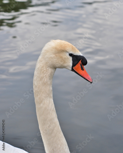 close up of the head white swan