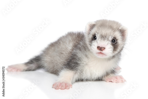 Ferret baby lying on a white background