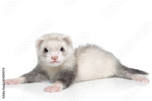 Baby ferret lying on a white background