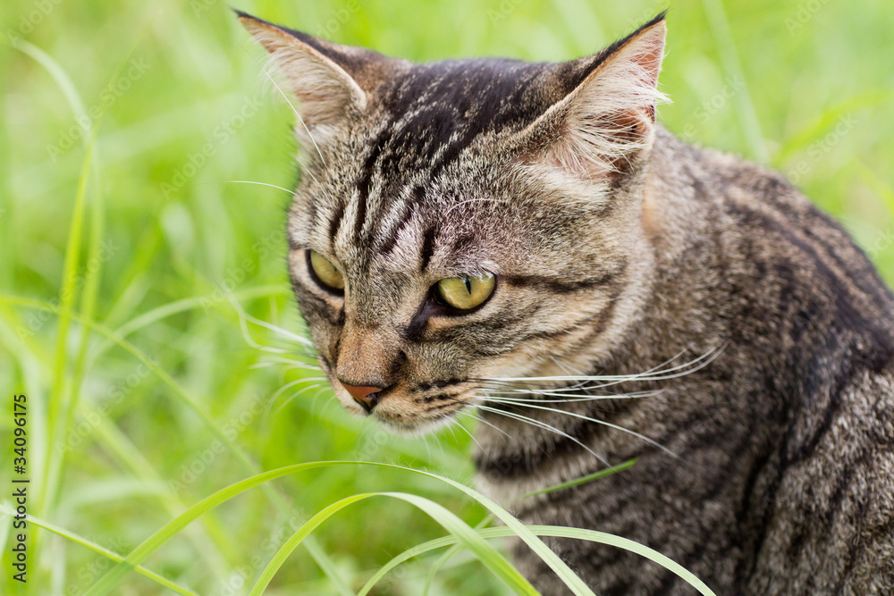 野良猫