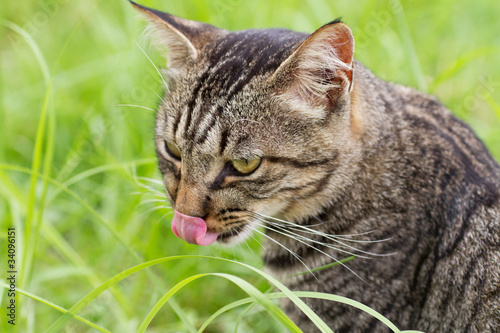 Wallpaper Mural 舌を出した猫 Torontodigital.ca