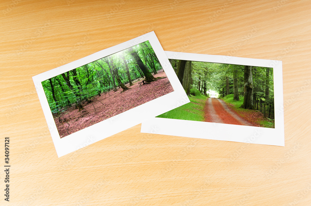Fototapeta premium Forest on the picture frames