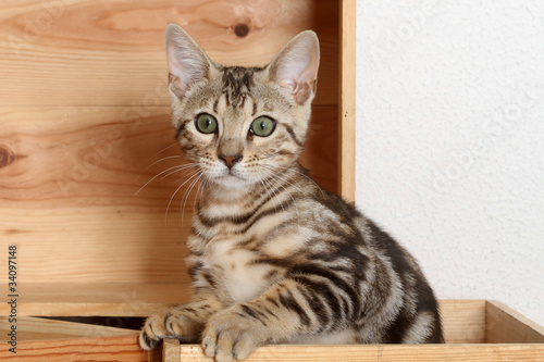 chat bengal caché dans une caisse - léopardette