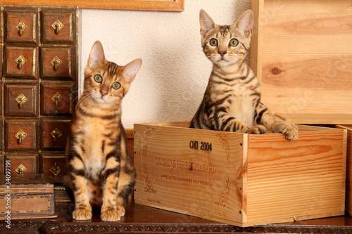 deux jeunes chats du Bengale dans un décor de bois