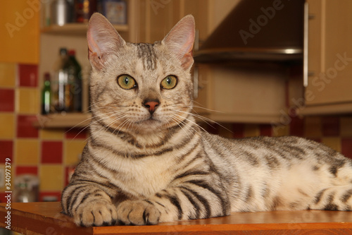 chat bengal allongé dans la cuisine - léopardette