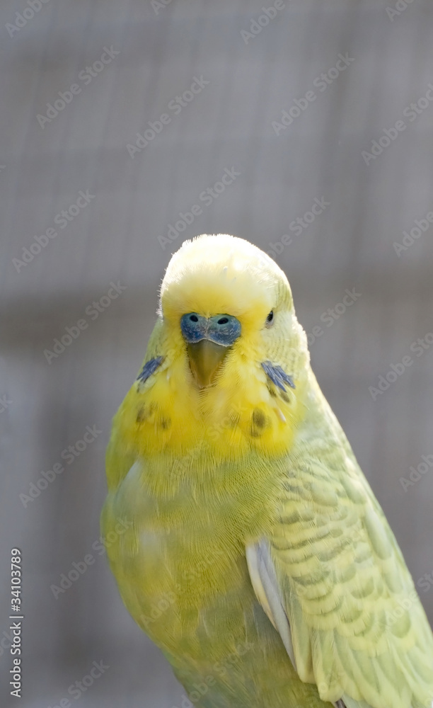 Close up of a green budgie