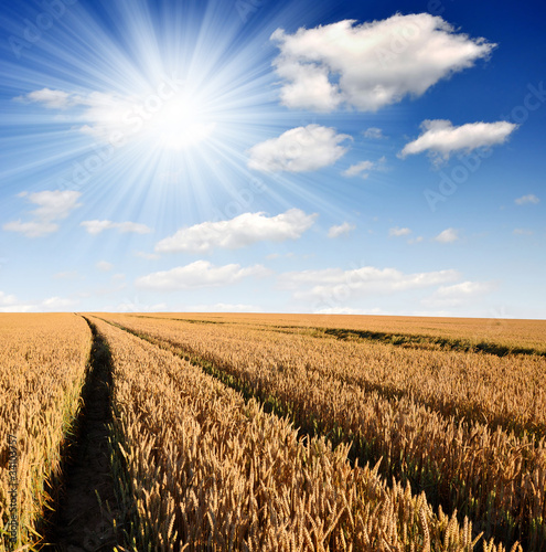 golden wheat in the blue sky background © vencav