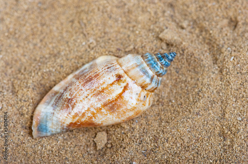 Shell of the sand