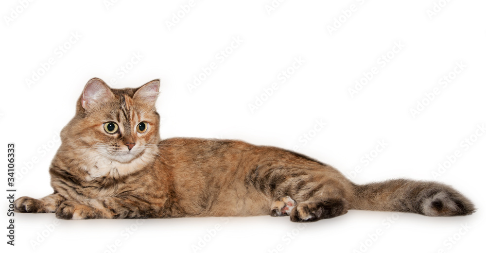 Obraz premium Big tabby cat with different eyes