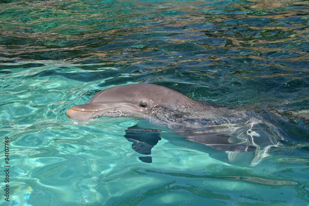 Obraz premium Dolphin