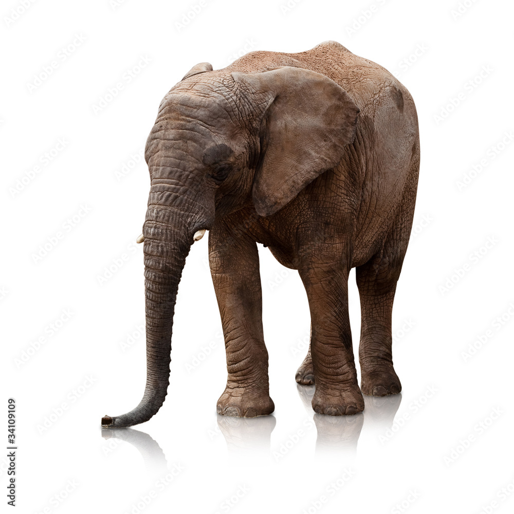 Fototapeta premium elephant