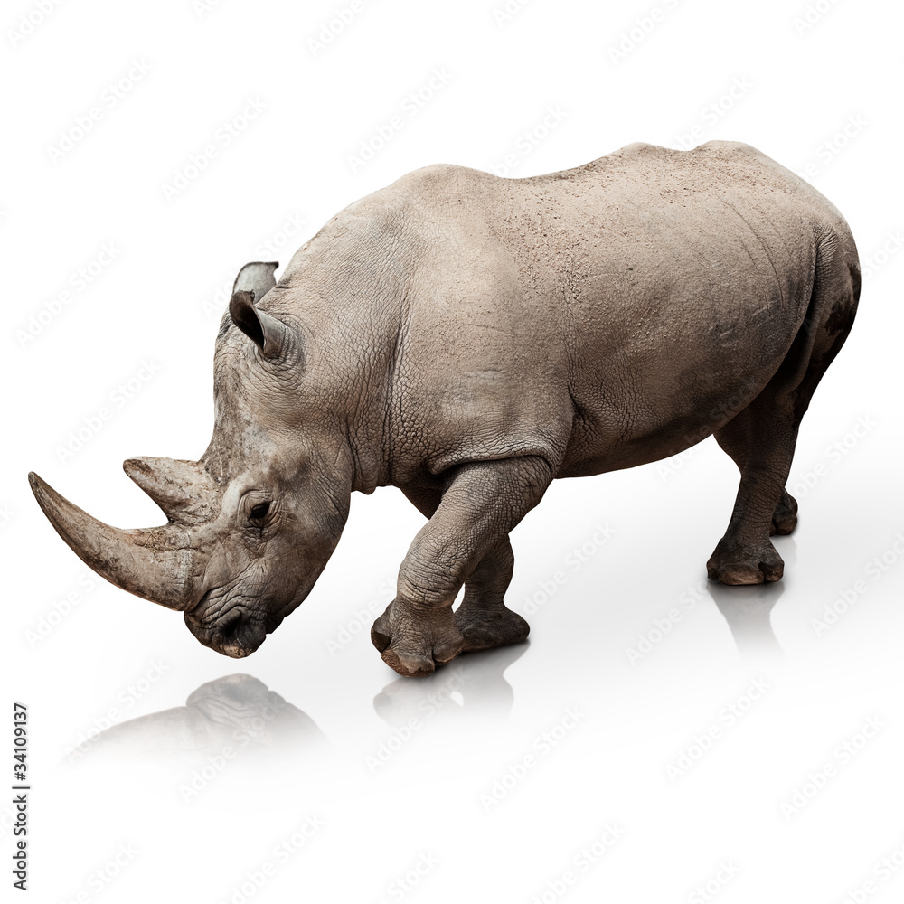 Obraz premium rhinoceros