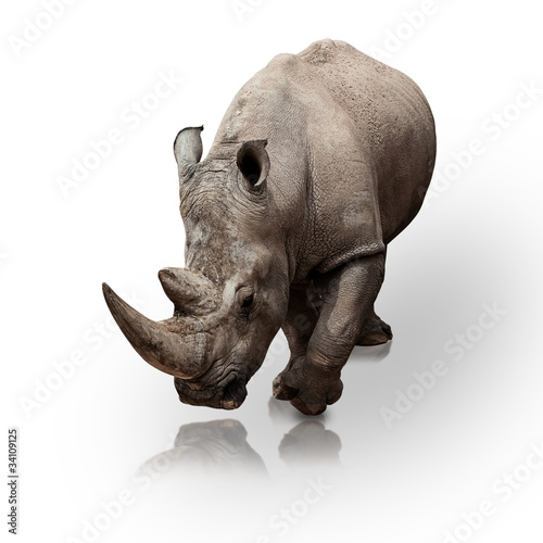 Fotografiet rhinoceros