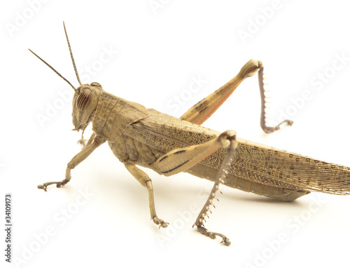 grasshopper