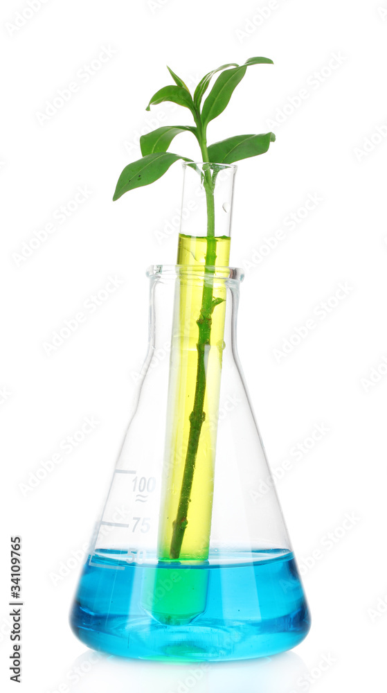 plant in a test tube isolated on white plant in a test tube isolated on white
