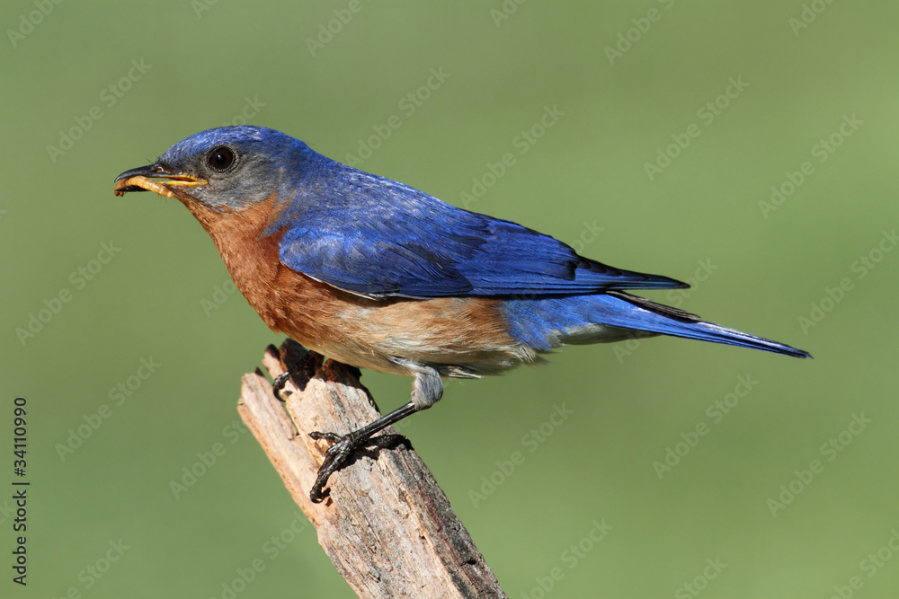 Obraz premium Eastern Bluebird