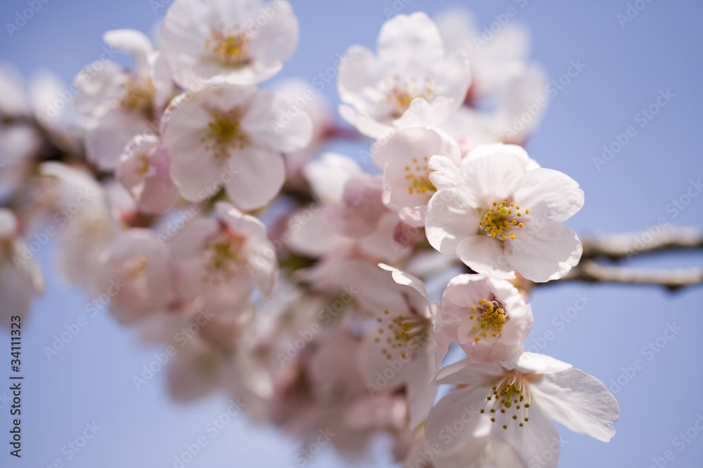 桜の花