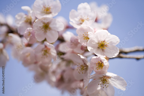 桜の花