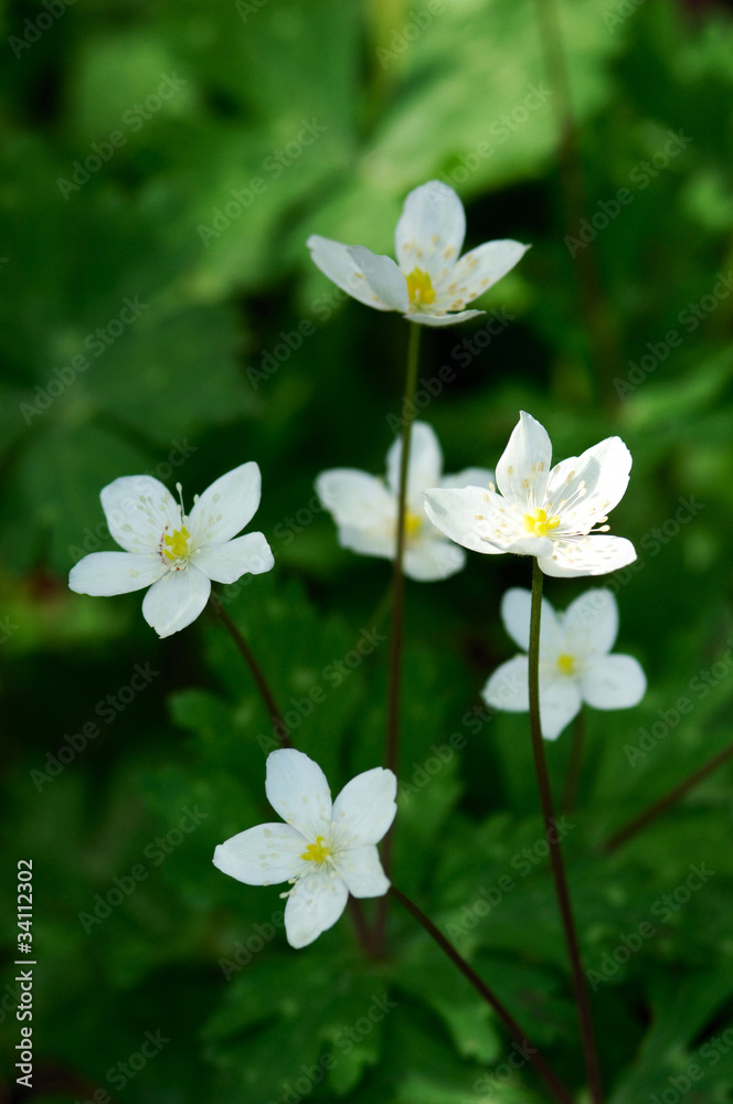 花と植物 花と植物