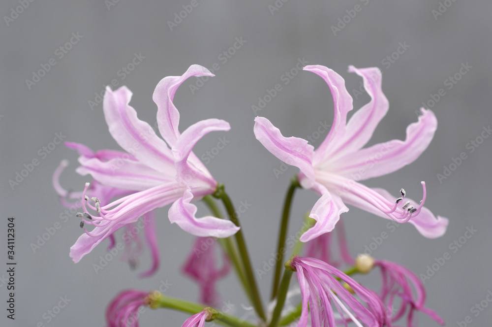 花と植物