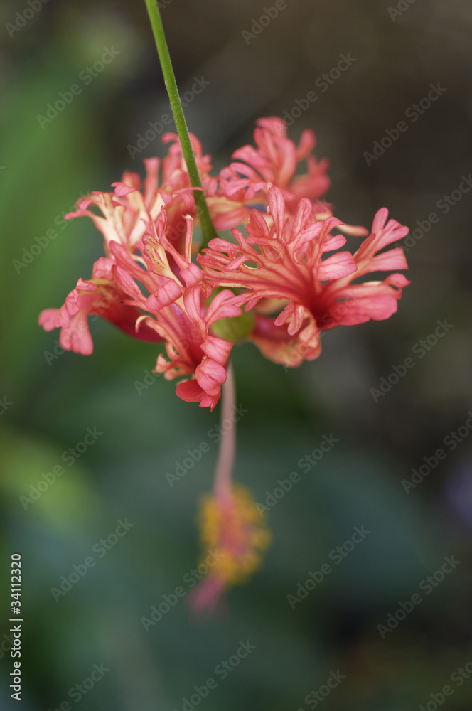 花と植物 花と植物