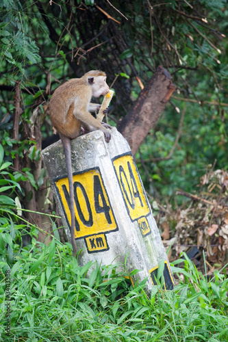 Wild monkey on the milestone, Sri Lanka