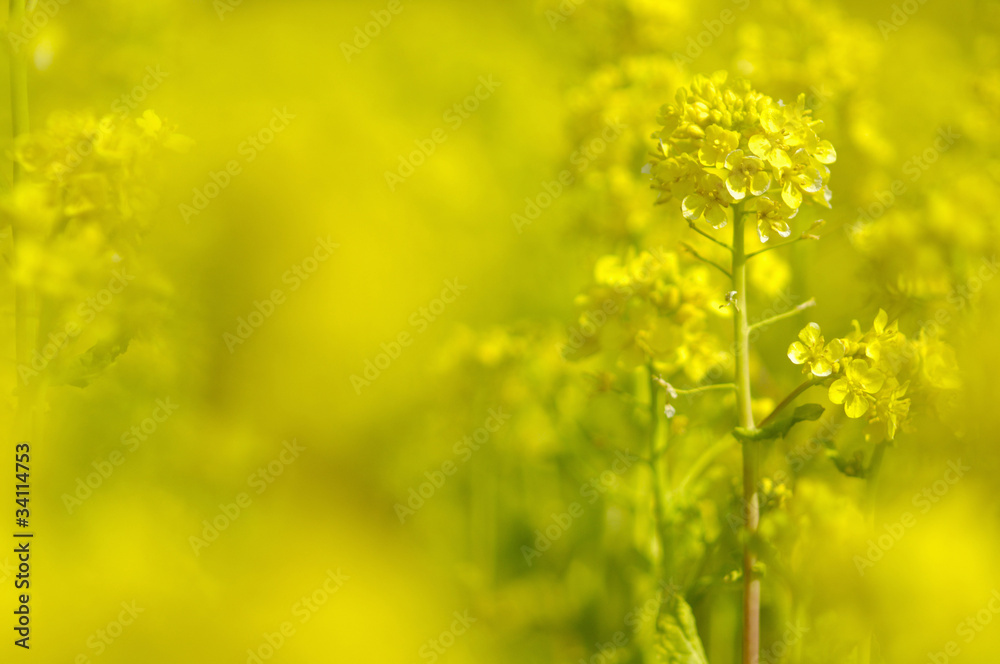 菜の花 菜の花