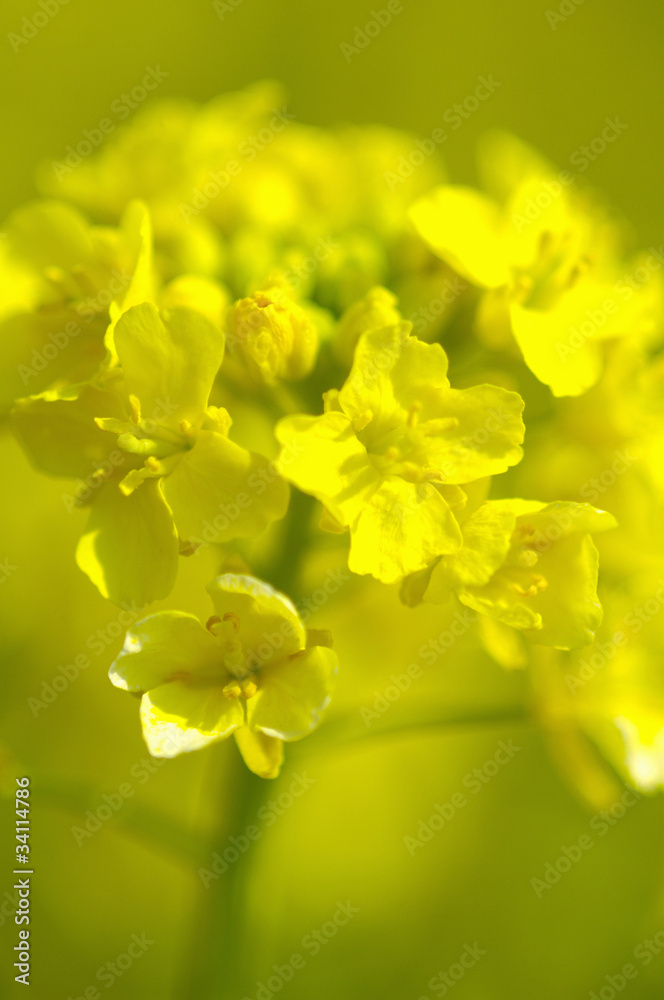 菜の花 菜の花