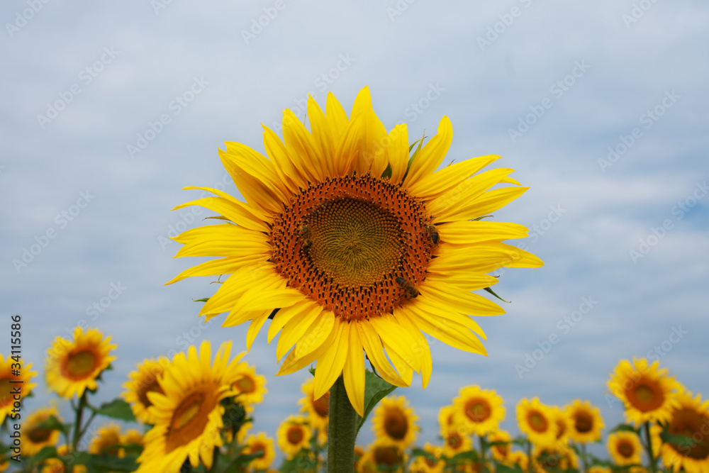 Eine Sonnenblume überragt die anderen