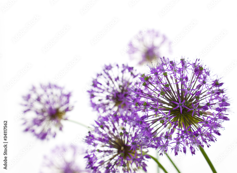 Beautiful Allium / abstract on white